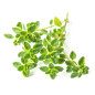 THYM CITRON 12X20G